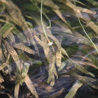 Vallisneria spiralis L.